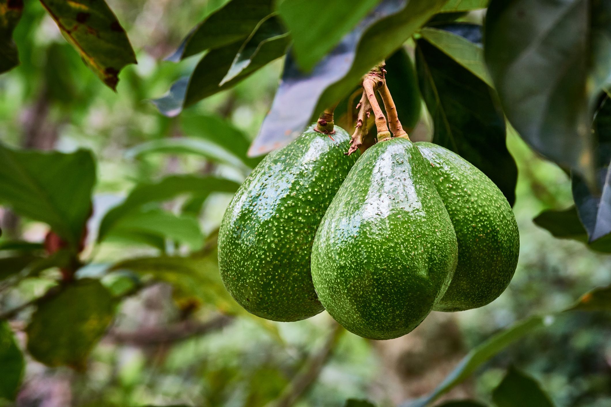 avocado 1